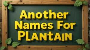 another name for plantain